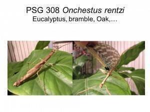 Strašilky a pakobylky