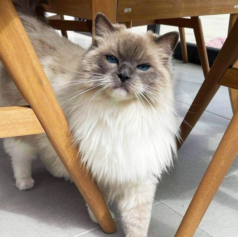 Ragdoll koťátko s PP (FIFE)