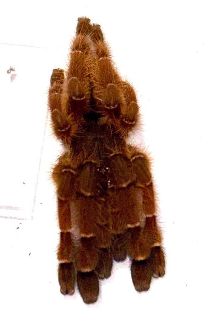 POSÍLÁM - C. versicolor, H. maculata, A. geniculata, 0. aureotibialis, Ch. cyanepubescens ...