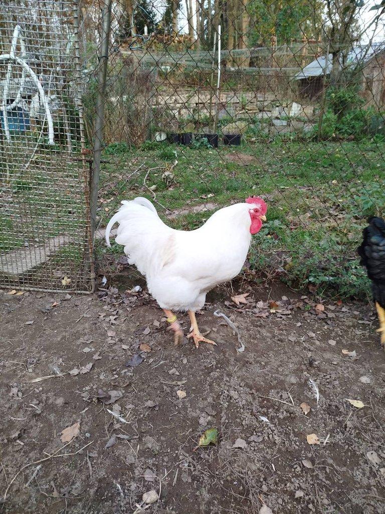 Prodám násadova vejce plymutky bílé