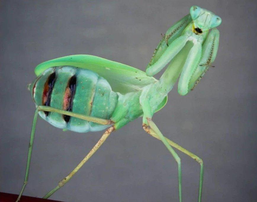 NOVÉ druhy kudlanek!!