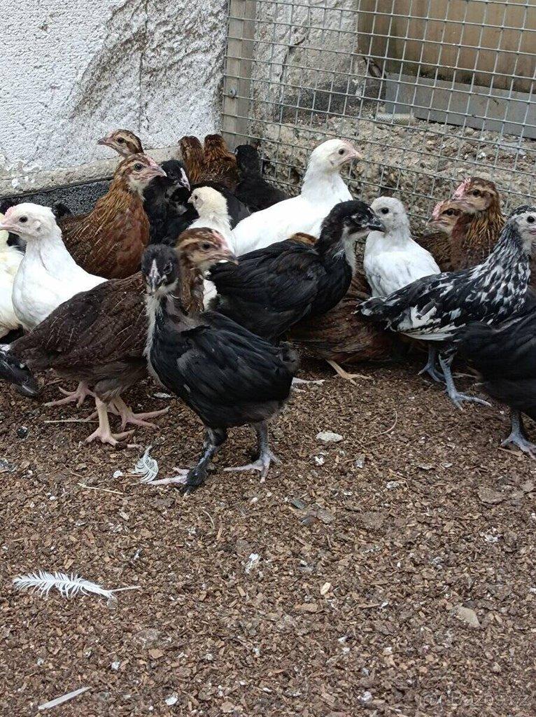 Leghorn,Vlaška koroptví a Australka velká
