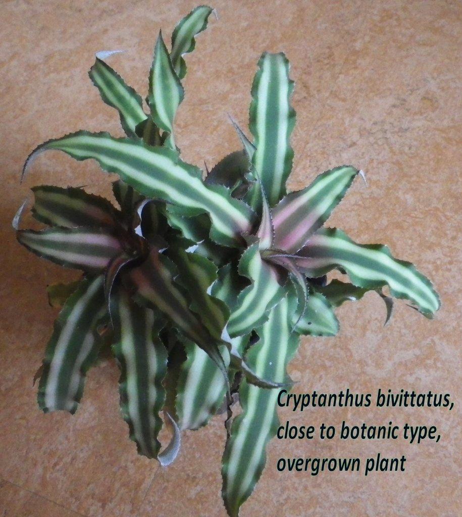 Terarijní bromélie Cryptanthus