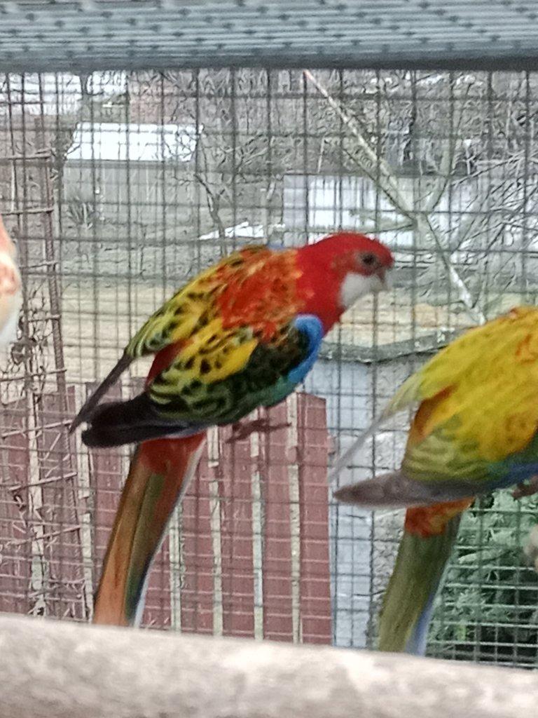 Prodám  mutační rosely