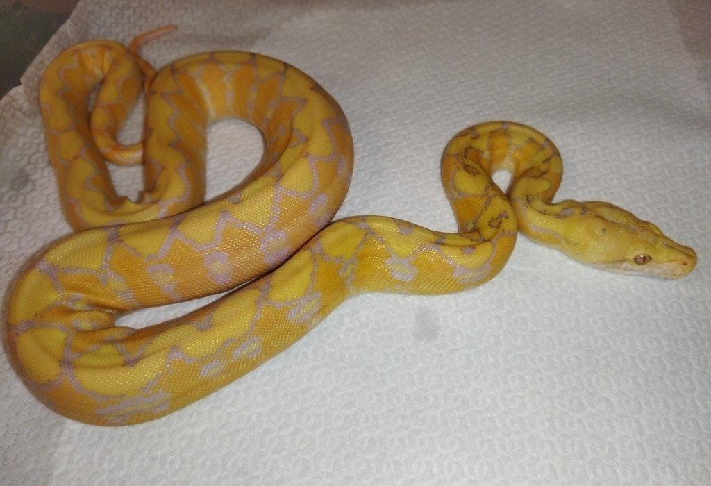 Albino Platinum Sunfire NZ 3/2025