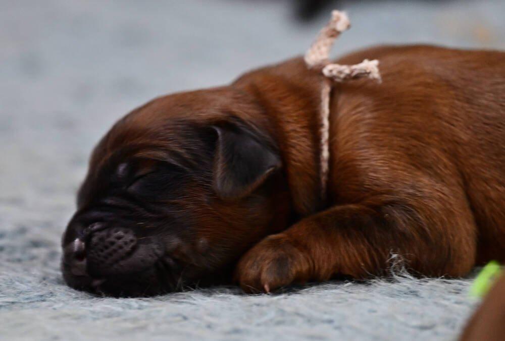 Briard - plavá štěňátka
