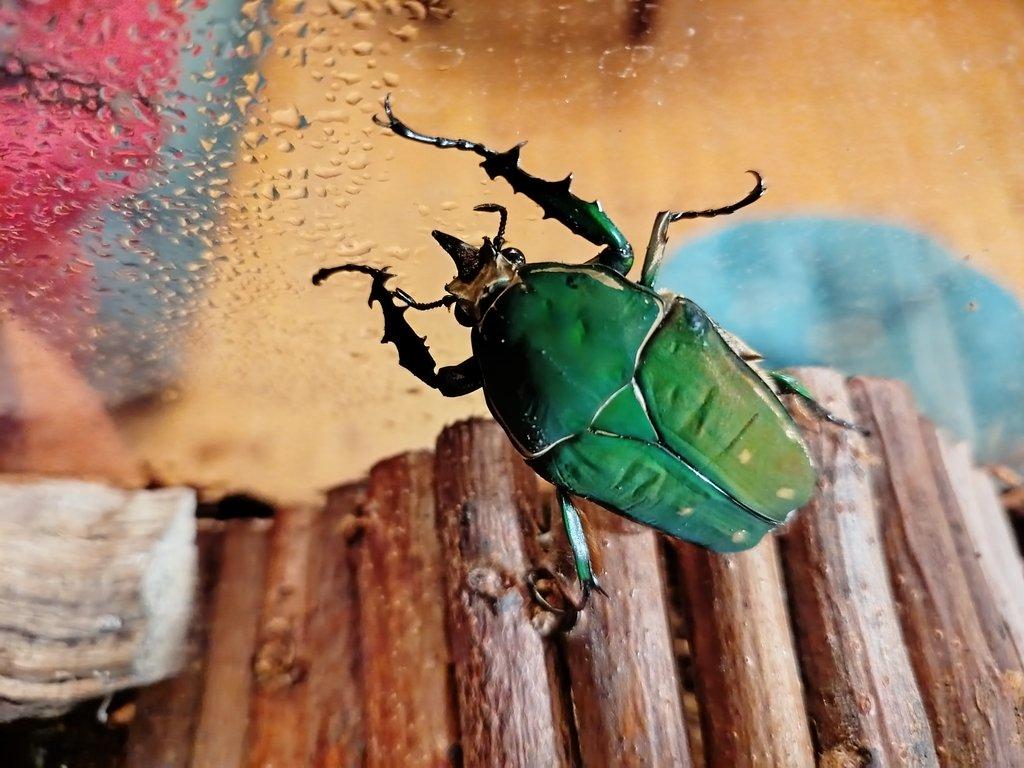 Koupím samičku MTI