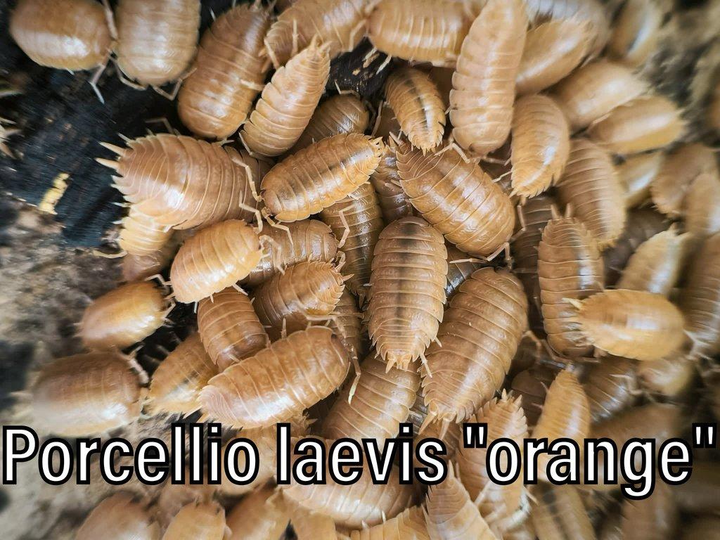 Isopody, mnohonožky, chvostoskoci ŽE 6.9., posílám