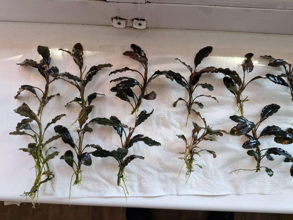 Bucephalandra dark blue