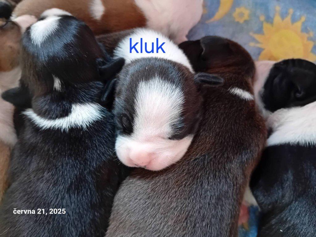 Americký stafordšírský teriér