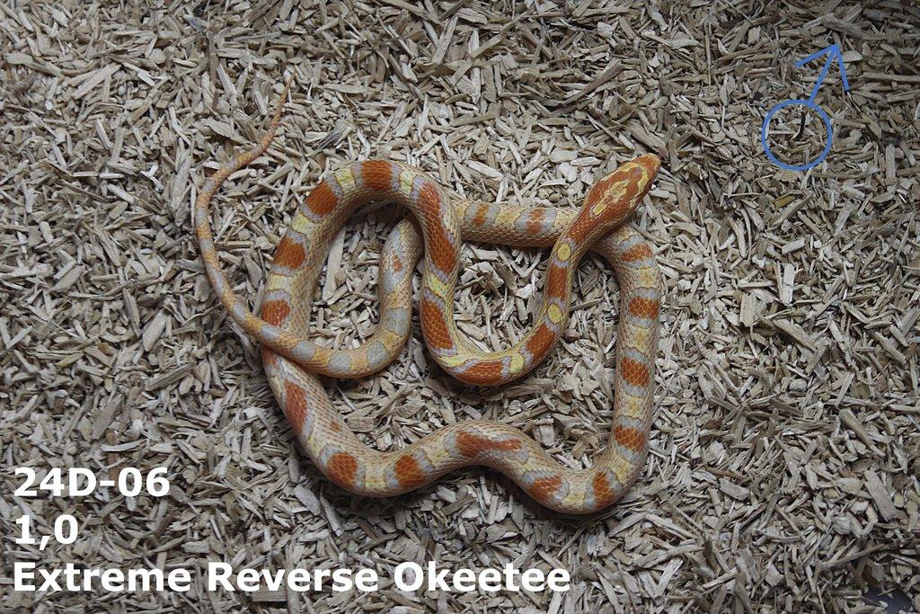 Extreme Reverse Okeetee