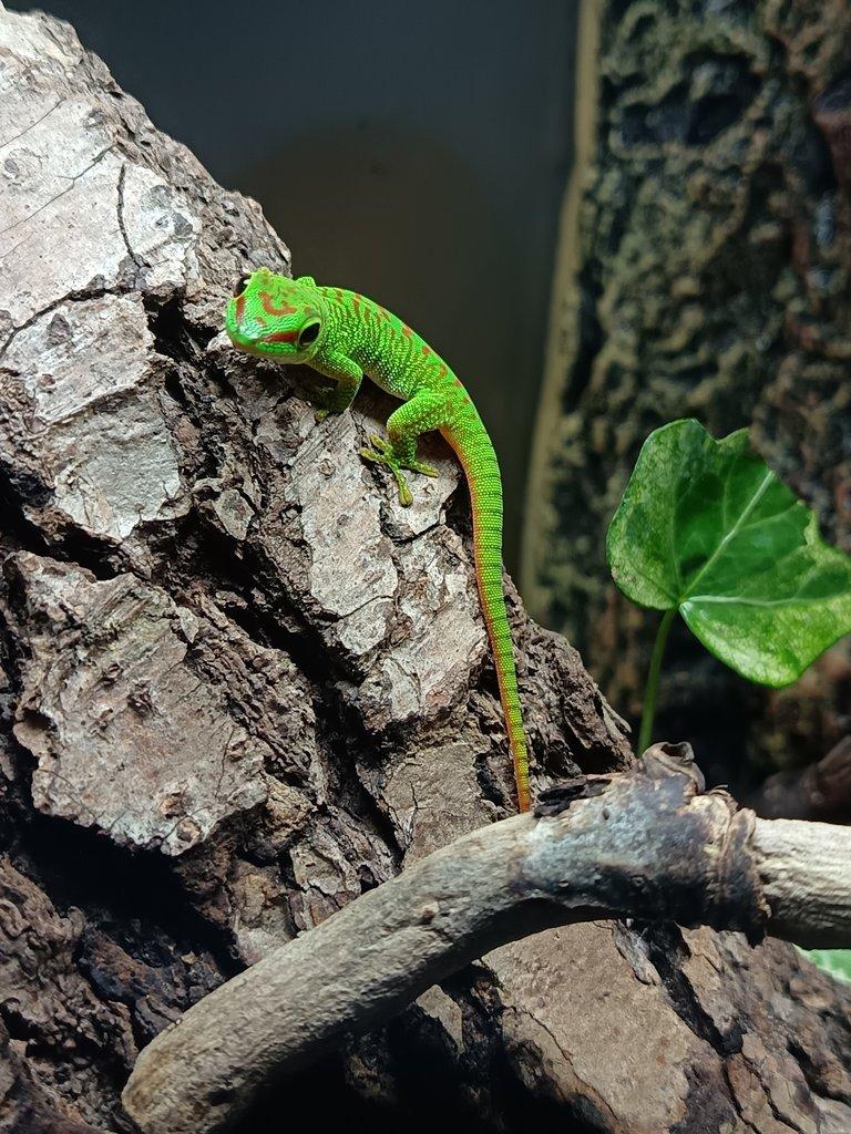 Felsuma madagaskarská (Phelsuma grandis)