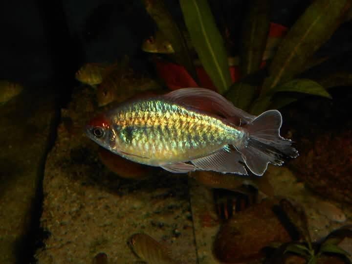 Tetra kongo - Phenacogrammus interruptus