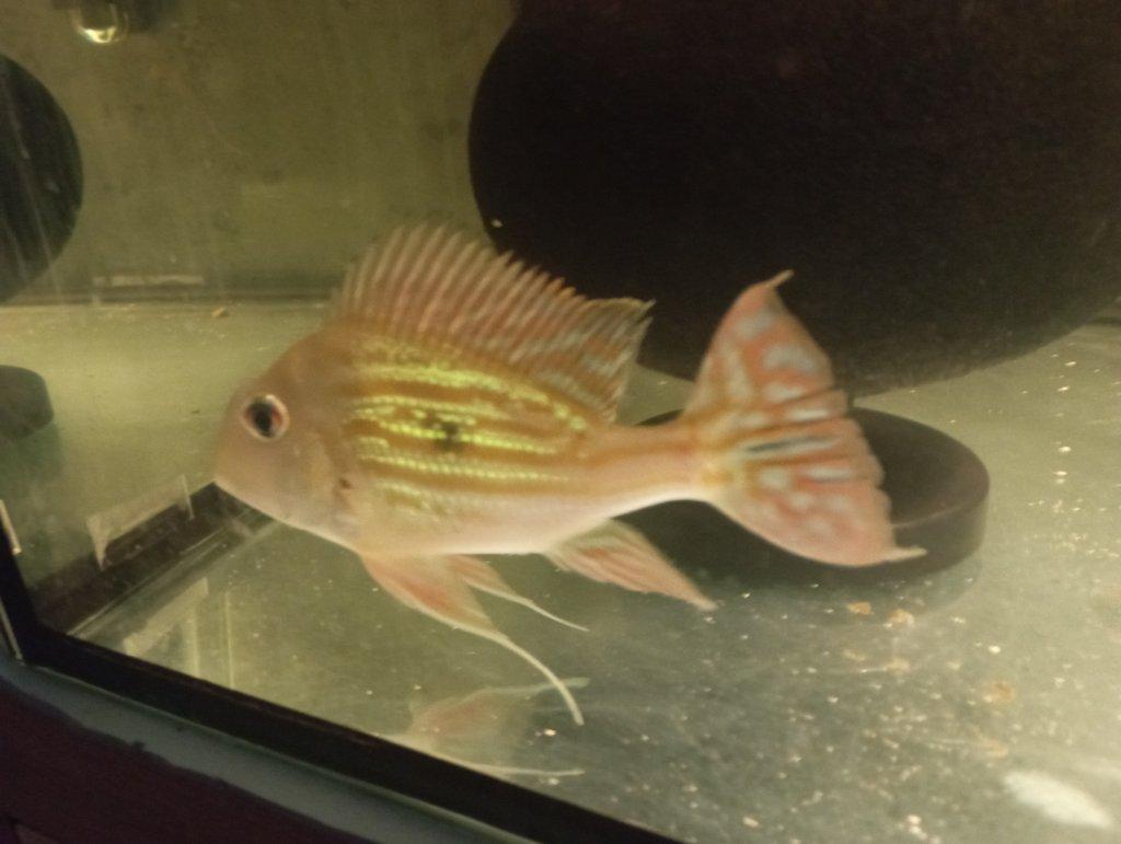 Geophagus sveni Rio parana chovný pár +4ks