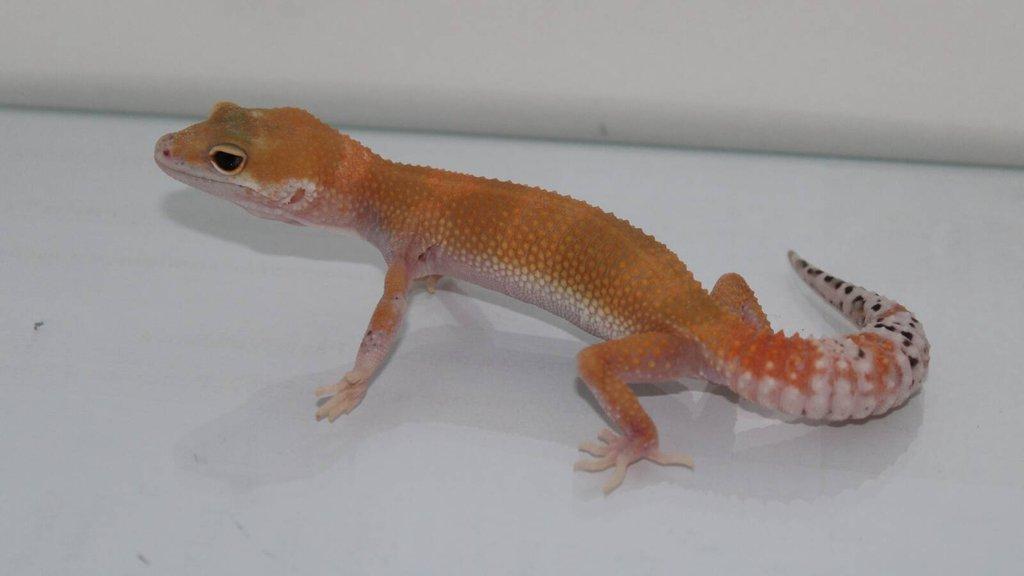 Gekončík noční (Eublepharis macularius)