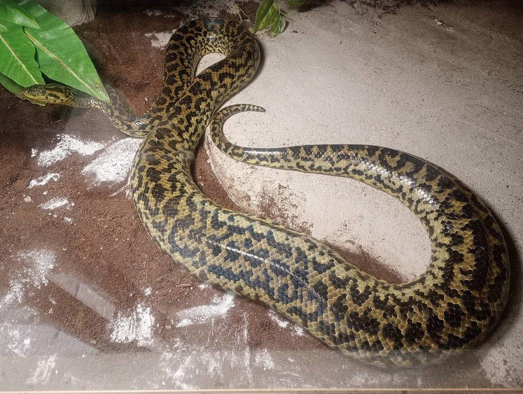 Anakonda žlutá