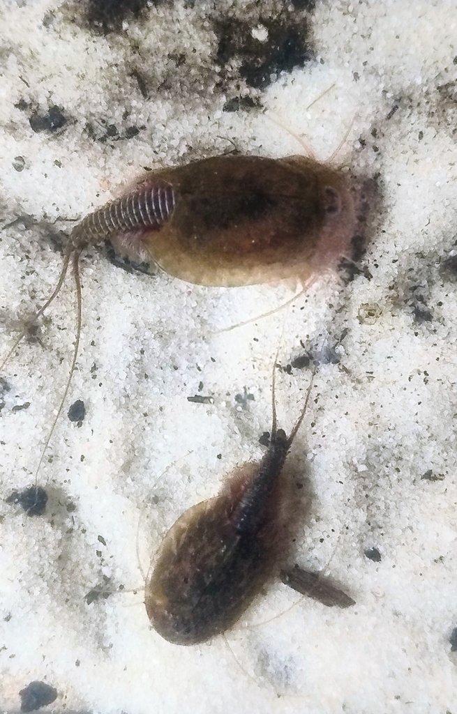 Listonoh letní- Triops cancriformis österreich. Chovná sada.