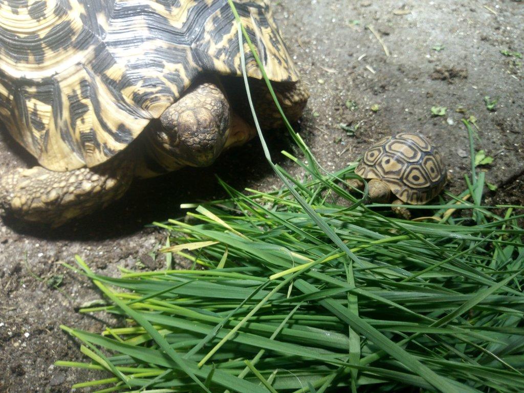 Želva pardálí ( stigmochelys pardalis babcocki )