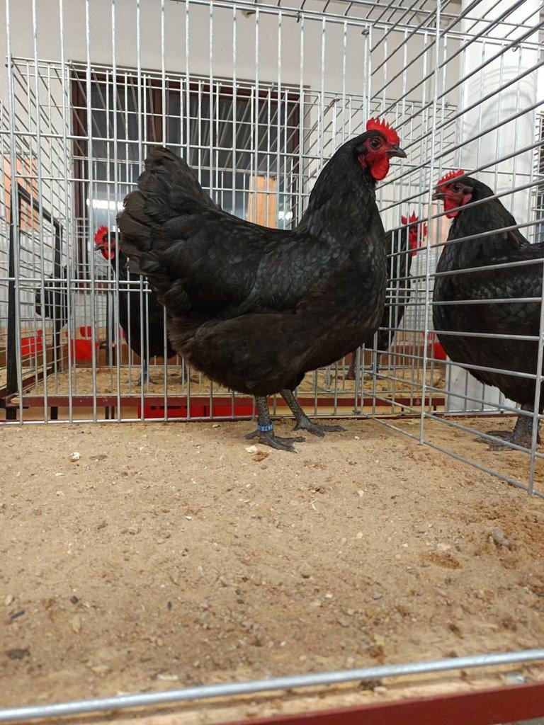 Násadová vejce Australky velké černé a modré s lemy