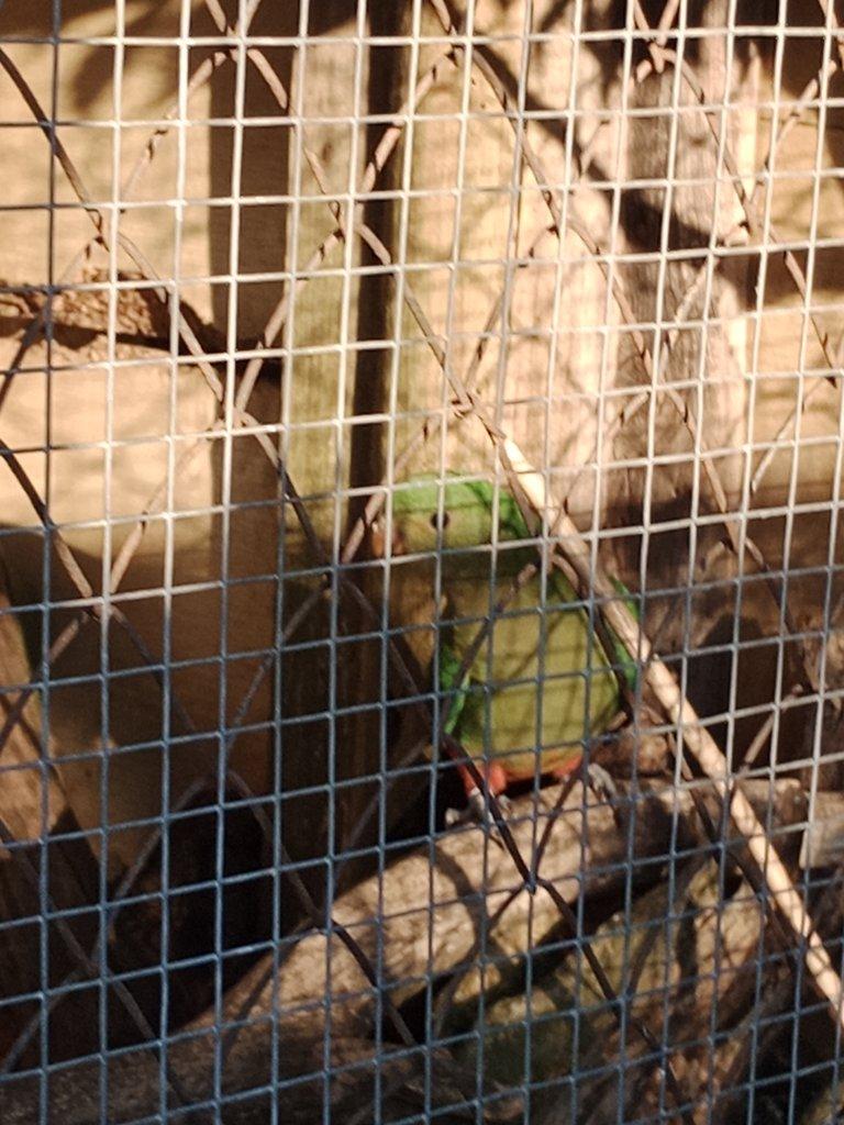 Královský. Penant pomeranč. Horsky