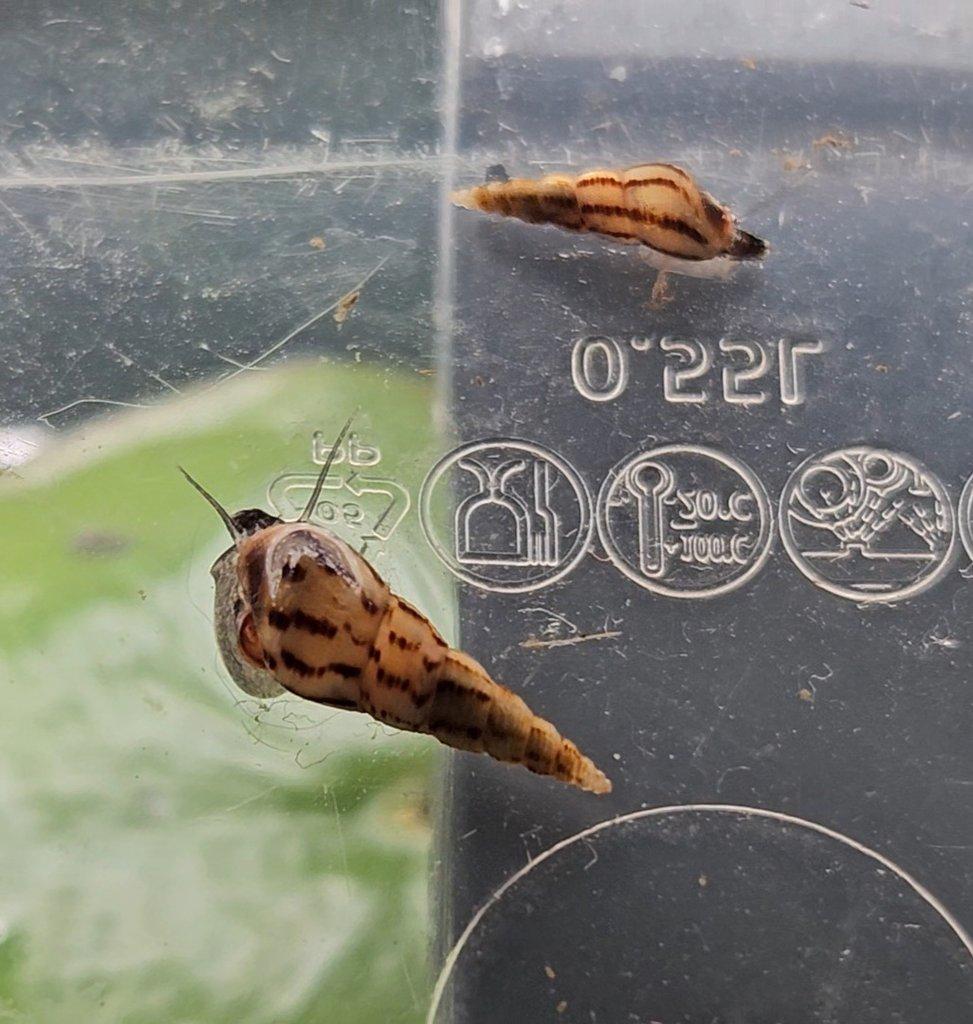 Piskořka Věžovitá - akvarijní šneček