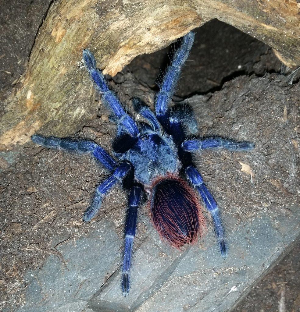 Pterinopelma sazimai