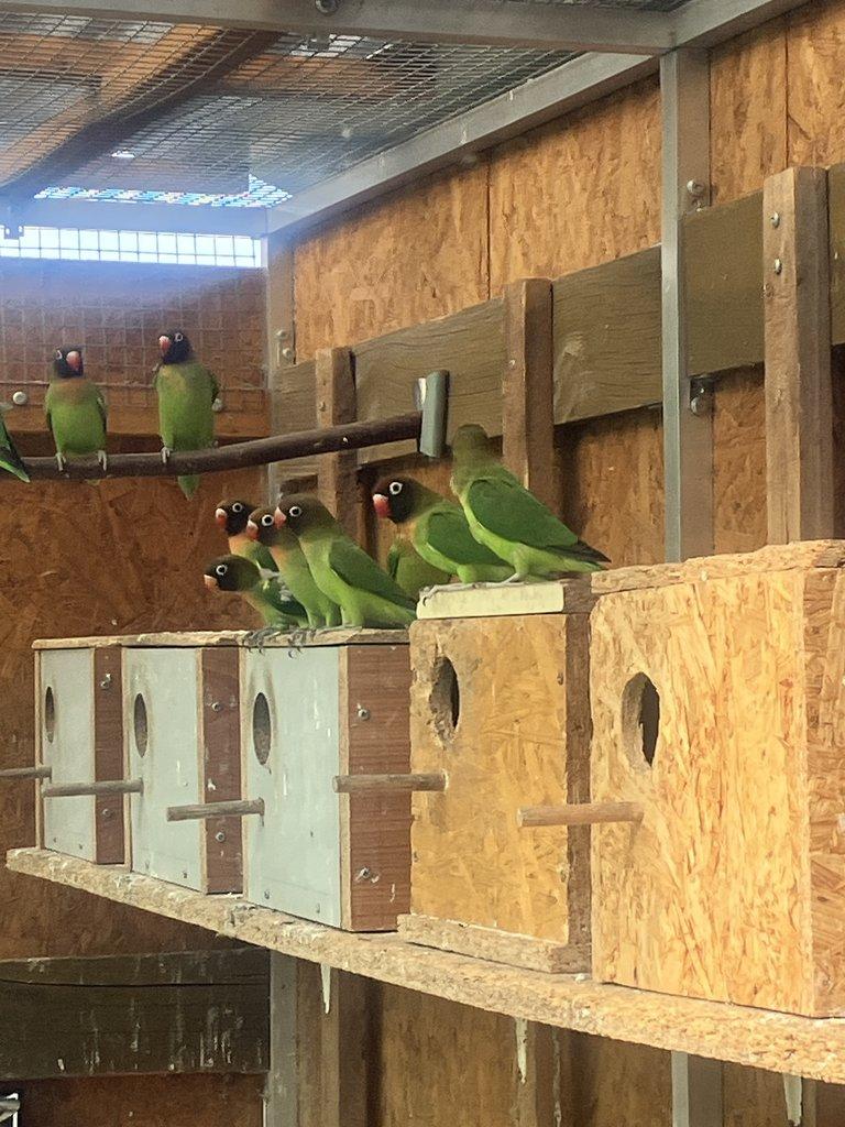 Agapornis hnědohlavý