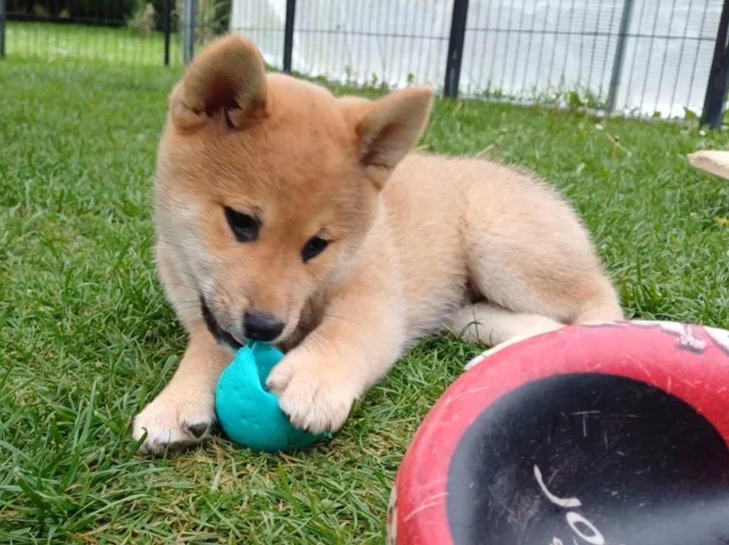 Prodám shiba inu s PP