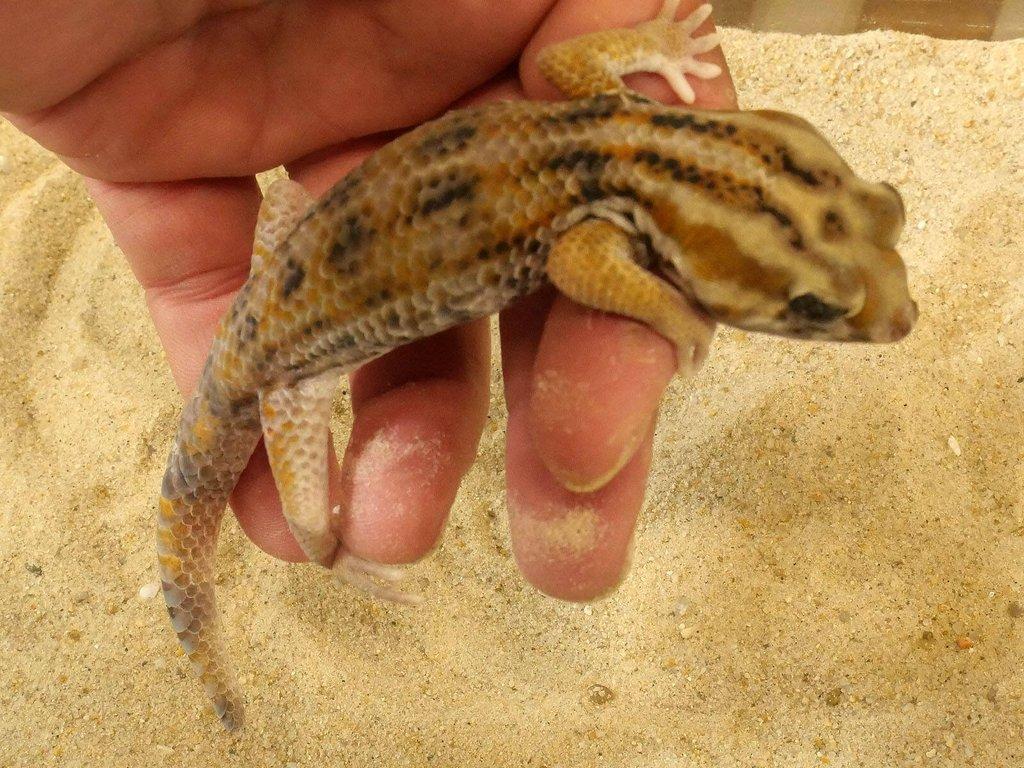 Teratoscincus keyserlingii Arabský poloostrov