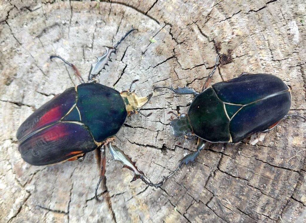 Nabídka imag a larev vybraných druhů brouků - Aktualizováno