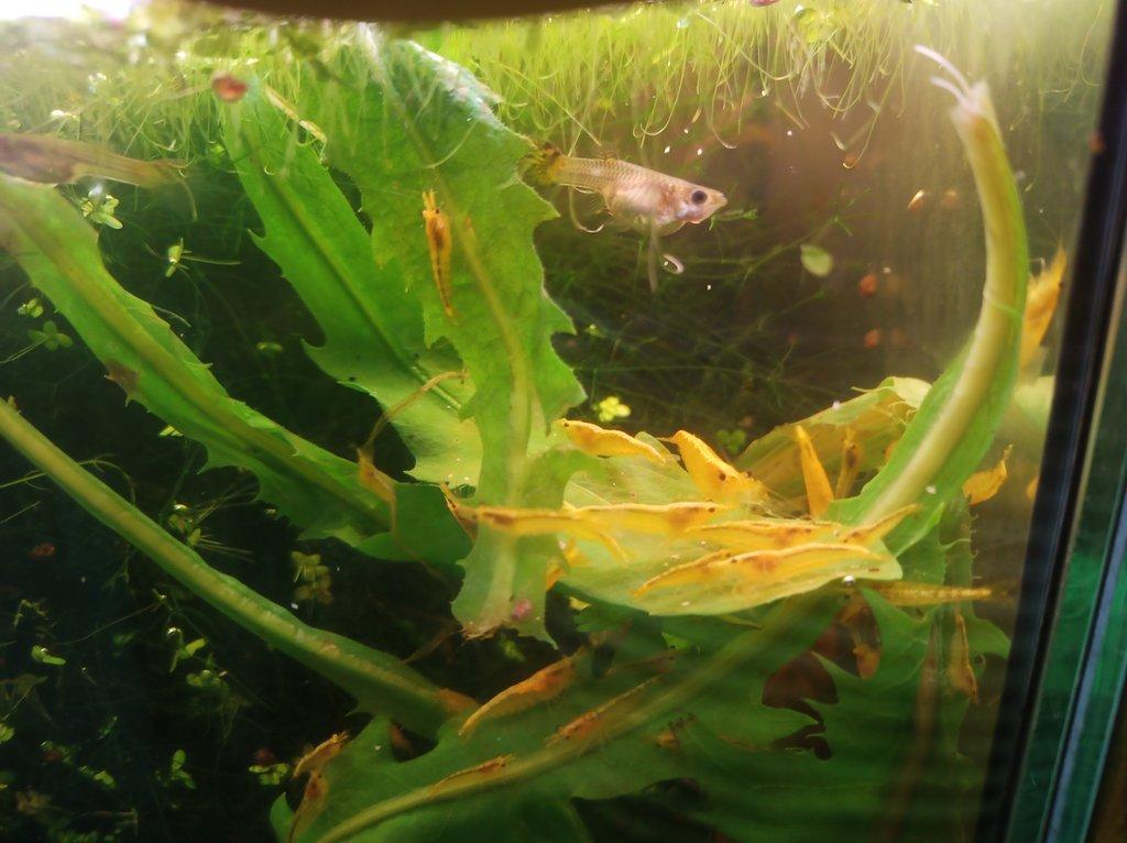 Neocaridina Davidi Red Rilli & Yellow neon Stripe