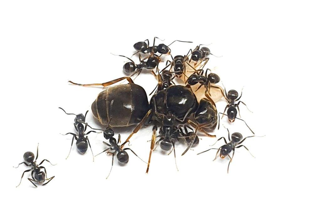 Mravence obecný - Lasius niger