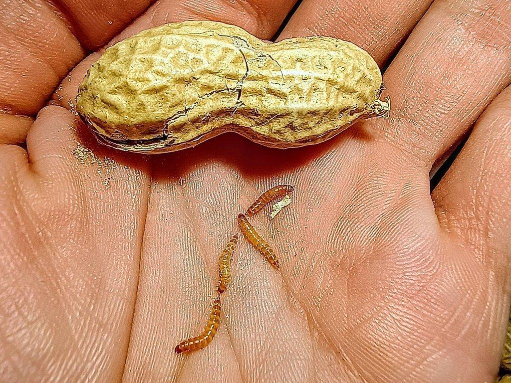 Ulomoides dermestoides / Arašídový brouk