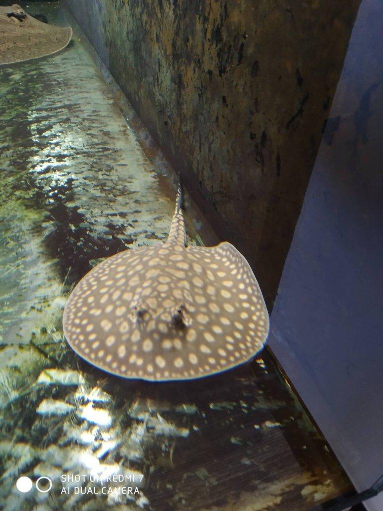 REJNOK -potamotrygon scobina