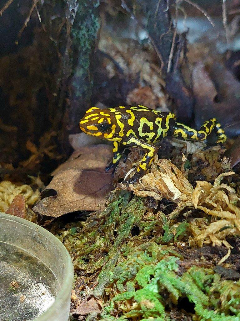 Oophaga anchicayensis "Small Redhead"