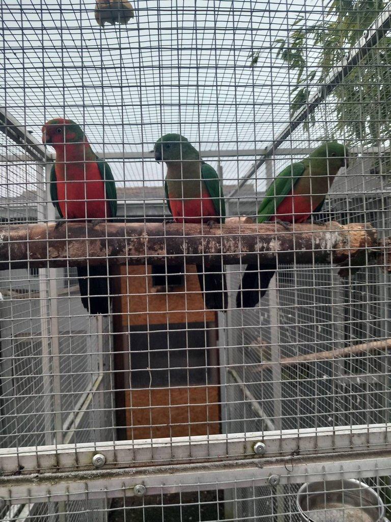 Papoušek královský