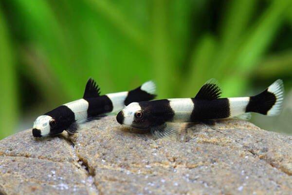 Yaoshania pachychilus