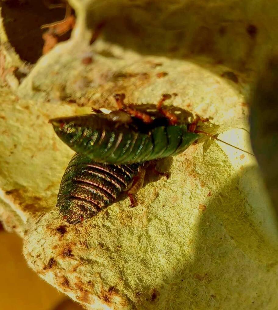 Corydidarum magnifica