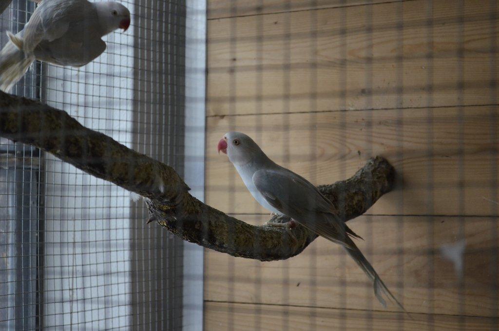 Aůexandr malý modrý palid HO