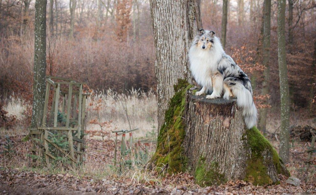 Dlouhosrstá kolie - štěňátka s PP