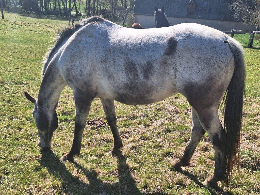 Prodám 10-letou kobylku ApHC/ČT