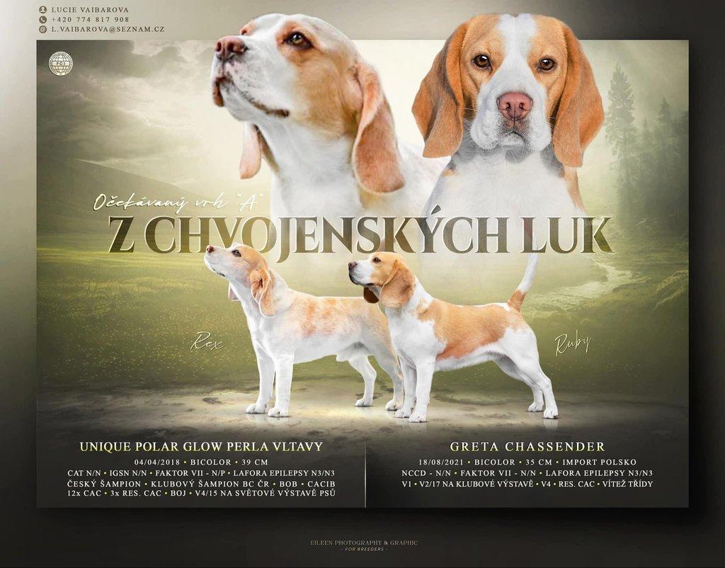 Beagle