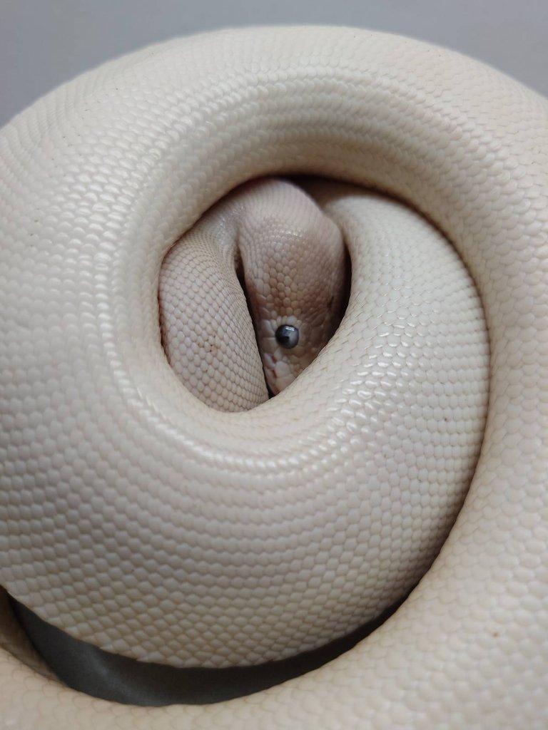 Super mojave - leucistik samička