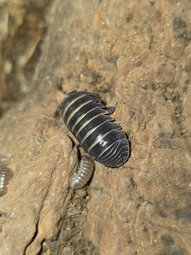 Armadillidium badium "casteldaccia"