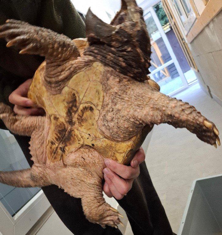 Prodám kajmanky supí