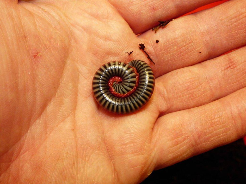 Mnohonožka Tonkibolus dolfusii