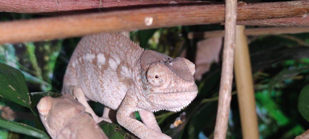 Chameleon FURCIFER PARDALIS AMBANJA