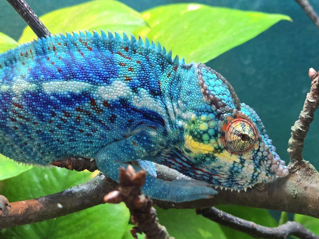 Furcifer pardalis NOSY BE