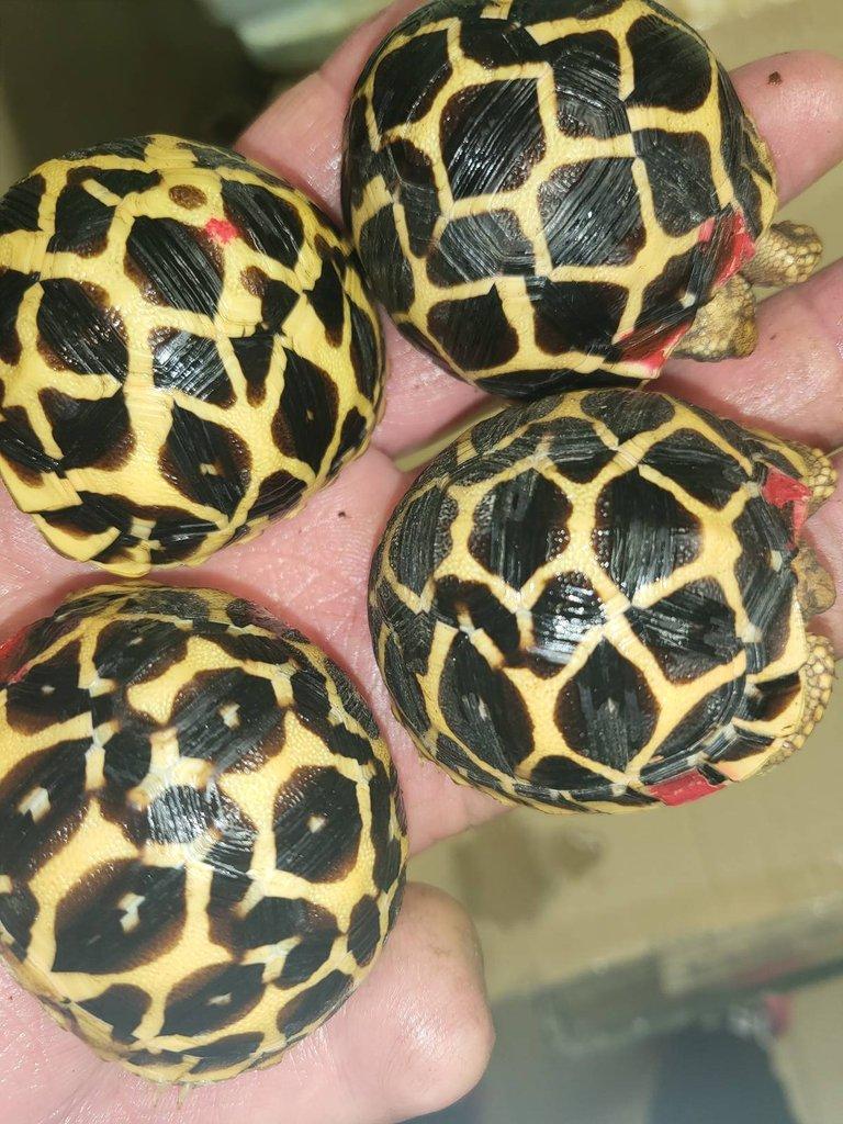 Astrochelys radiata, Geochelone elegans