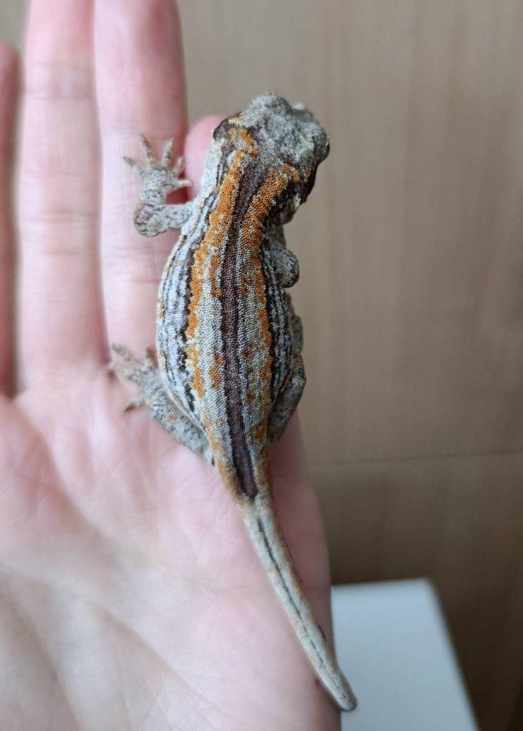 Rhacodactylus auriculatus (Pagekon hrbolkohlavý) 1,0